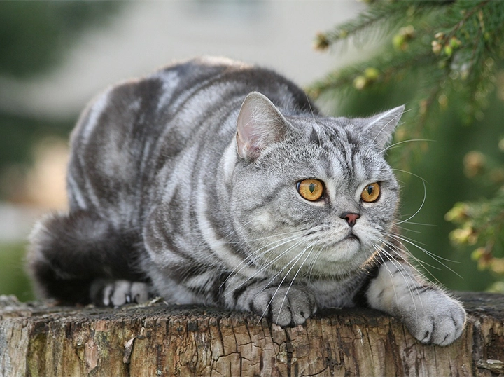 British Shorthair
