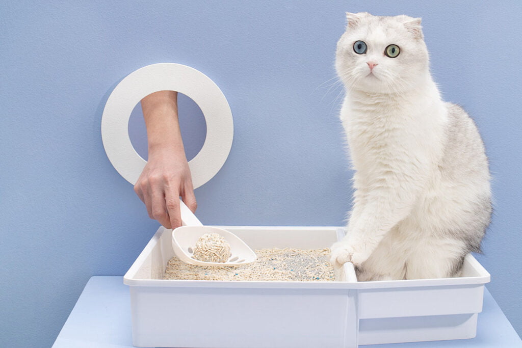 Can Cats Share a Litter Box