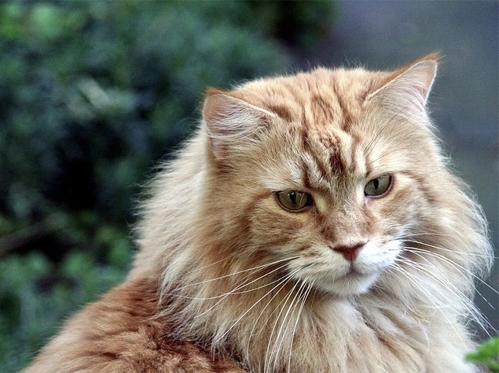 Maine Coon
