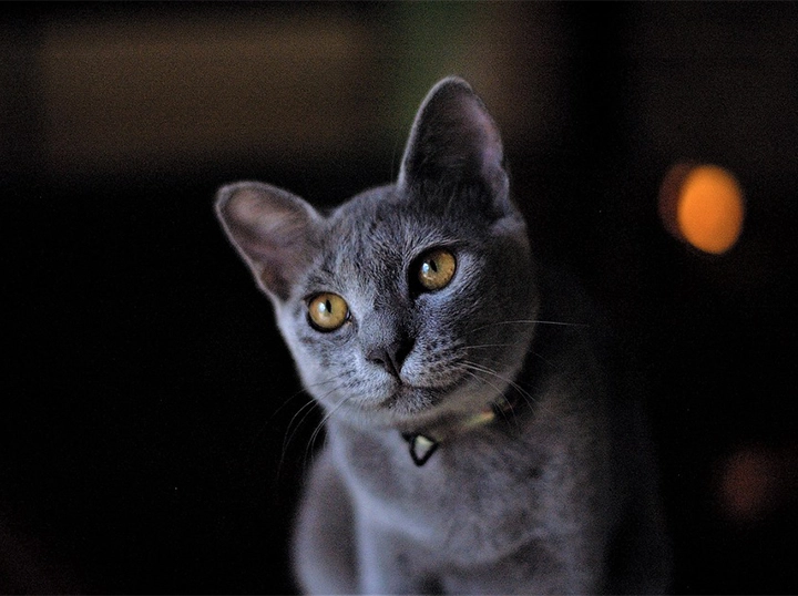 Russian Blue