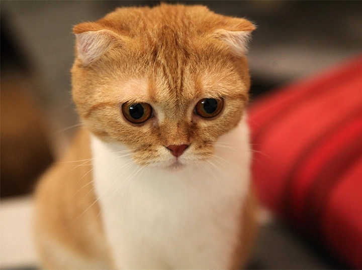 Scottish Fold