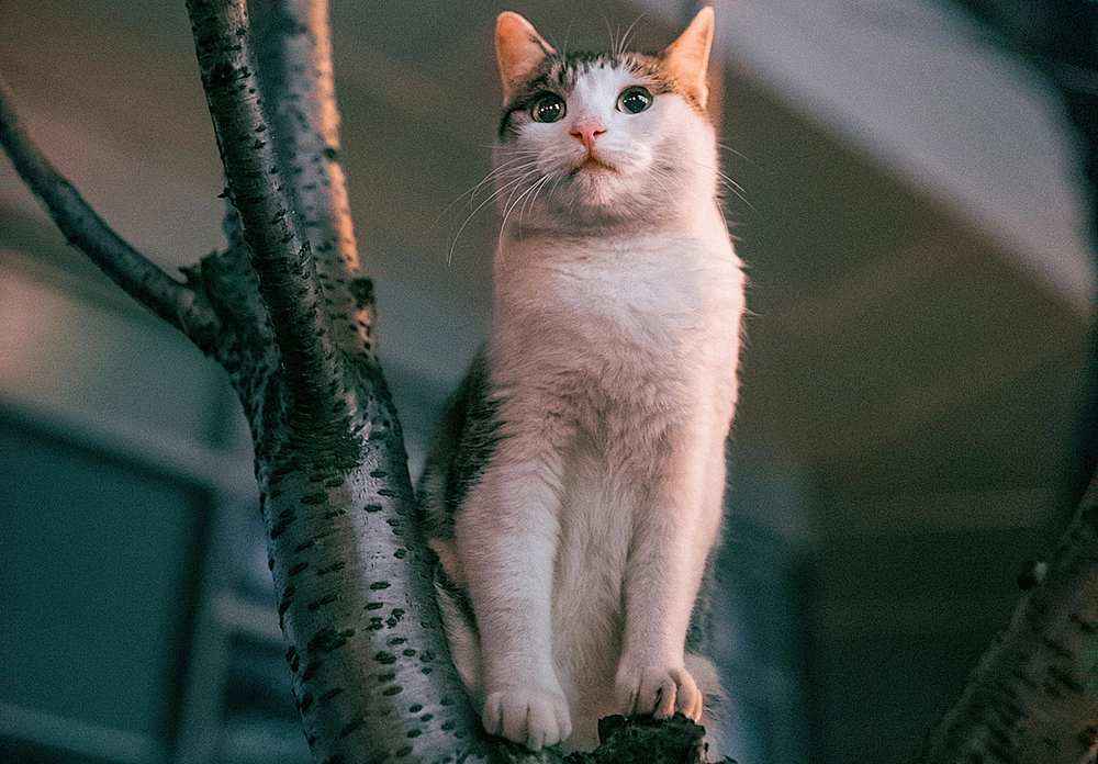 a cat at tree