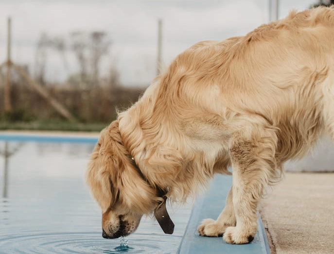 a dog drink water