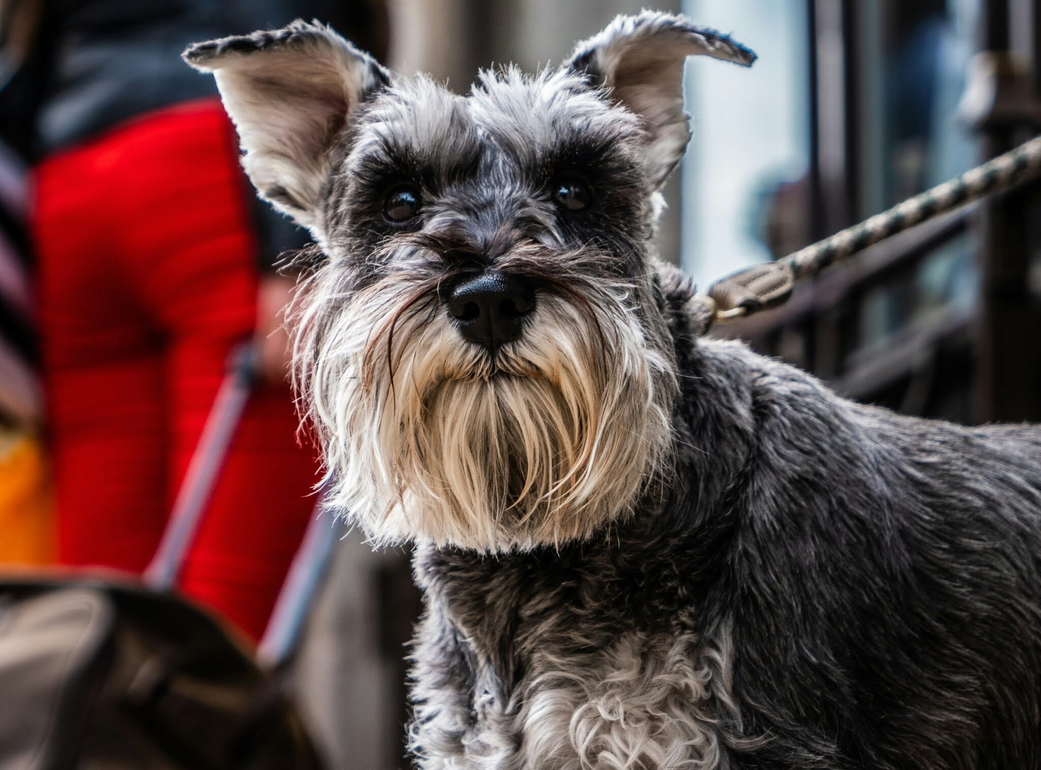 black and brown miniature schnauzer