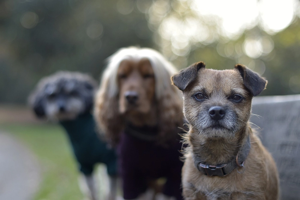 Different breeds of dogs