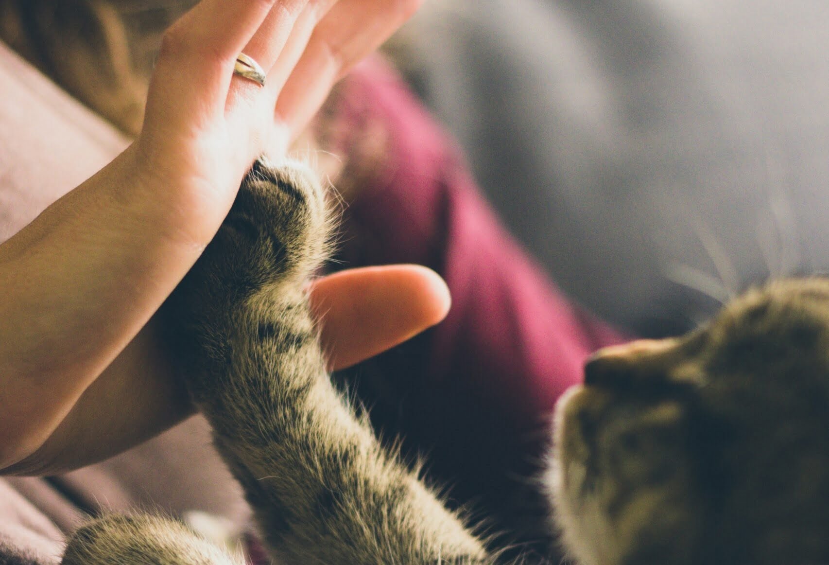 tabby cat touching person's palm