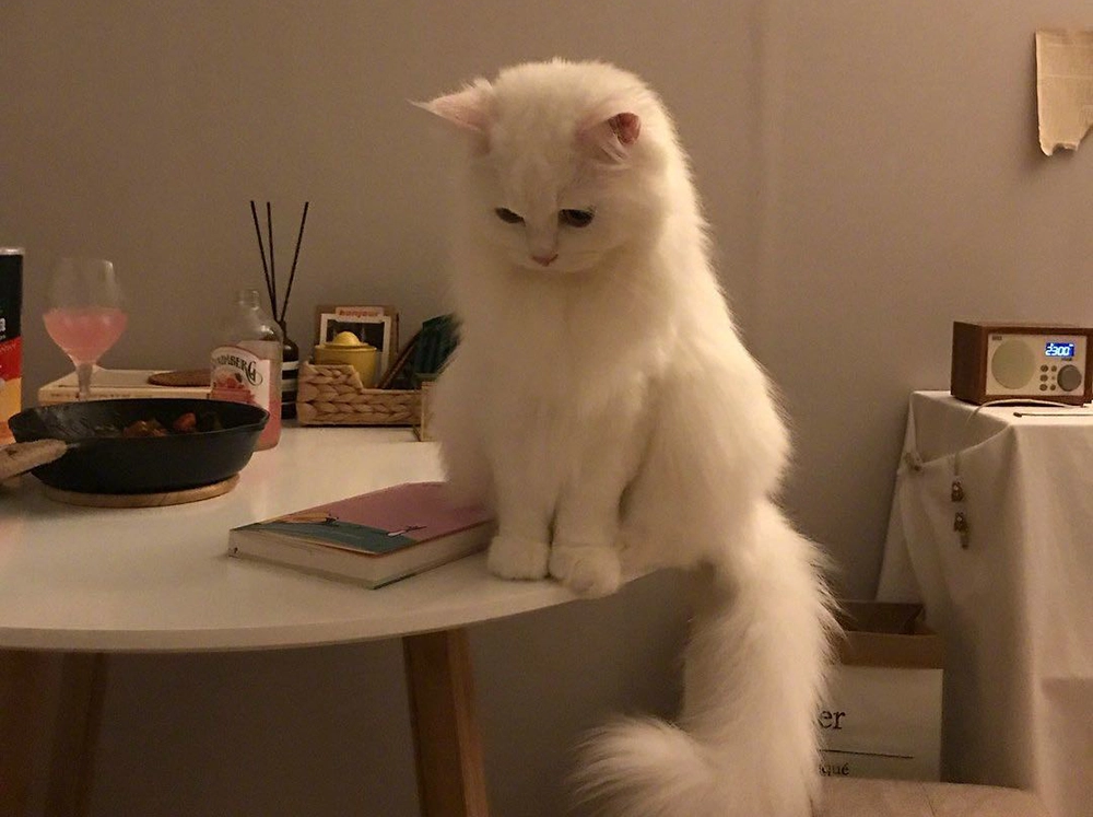 The white cat has been on the table all along.