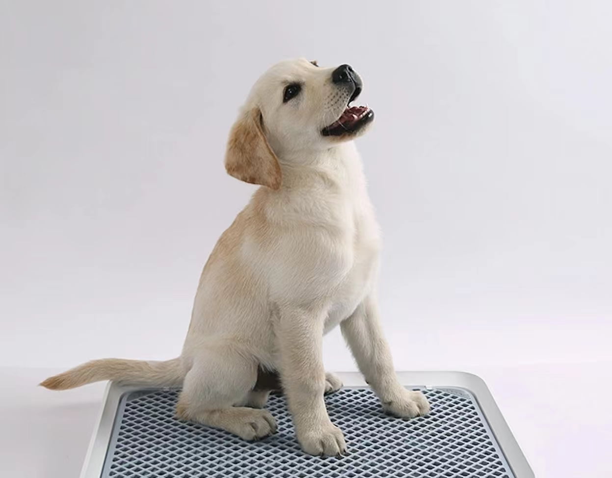 why wont my dog pee on the pad anymore14